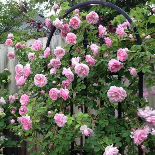 Více odstínů růžové barvy - Historické růže - Bourbonská růže